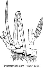 acorus calamus
