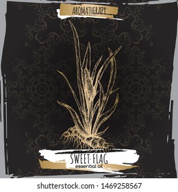 Acorus calamus aka sweet flag sketch on elegant black lace background. Great for traditional medicine, perfume design, cooking or gardening.
