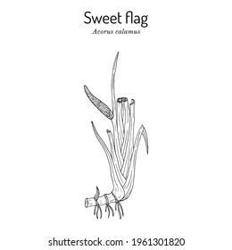 Acorus calamus or sweet flag medicinal herb. Hand drawn botanical vector illustration