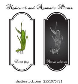 Acorus calamus or sweet flag medicinal herb. Hand drawn botanical vector illustration