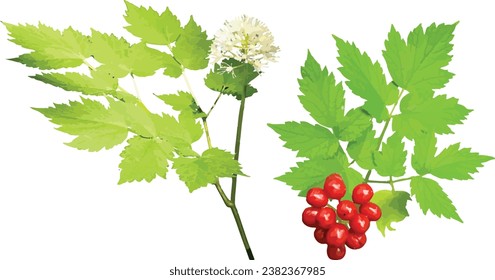 Actaea rubra (Red Baneberry) Native North American Woodland Plant Leaf, Fruit, and Flower