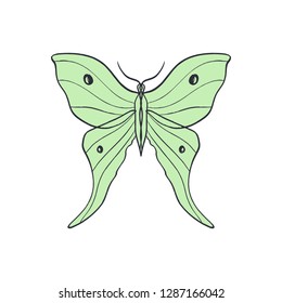 Actias Selene butterfly, luna moon moth. Hand drawn illustration. Good for cloth prints, apps and web icons