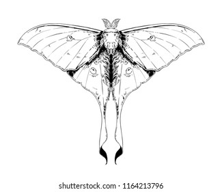 Actias Selene, luna moth, moon moth. Highly detailed vector hand drawn illustration.