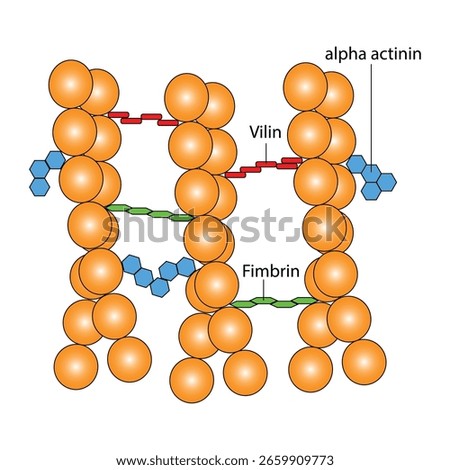 Actin Filament Bundles binding protein Alpha-Actinin, Fimbrin, and Vilin in microvilli	