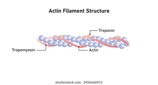 In: Actin Filament Diagram Scientific Design. Vektorillustration.