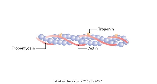 Actin Filament Diagram Scientific Design. Vector Illustration.