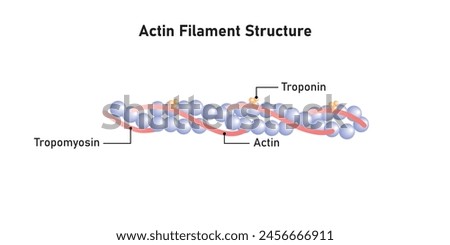 Actin Filament Diagram Scientific Design. Vector Illustration.