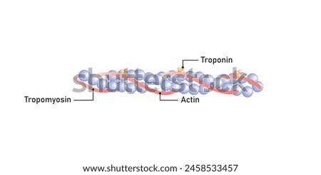 Actin Filament Diagram Scientific Design. Vector Illustration.