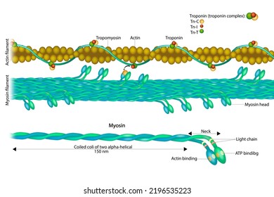 Actin filament and Myosin filament.  Structure Myosin. Muscle Actin myosin interaction. Troponin or troponin complex. 