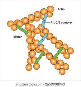 Actin Filaments, Actin binding protein Arp Complex and filamin - Cross link filaments	