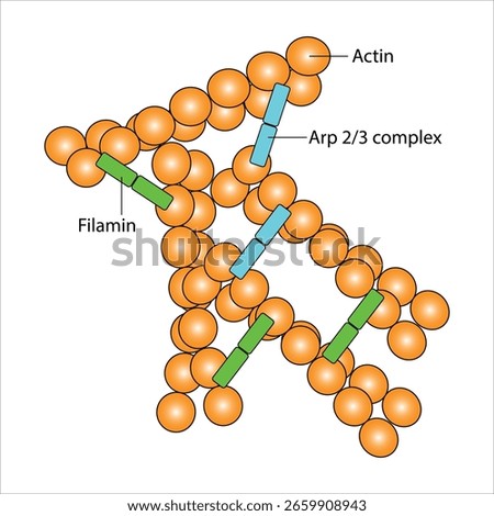 Actin Filaments, Actin binding protein Arp Complex and filamin - Cross link filaments	