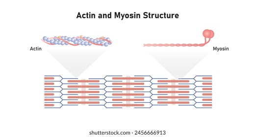 Actin and Myosin Filaments Diagram Scientific Design. Vector Illustration.