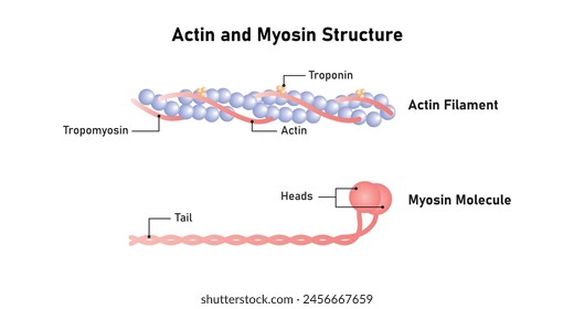 Actin y Myosin Filaments Diagrama Diseño Científico. Ilustración vectorial.