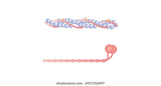 In: Actin and Myosin Filaments Diagram Scientific Design. Vektorillustration.