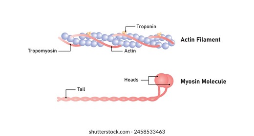 Actin y Myosin Filaments Diagrama Diseño Científico. Ilustración vectorial.