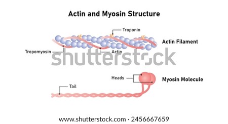 Actin and Myosin Filaments Diagram Scientific Design. Vector Illustration.