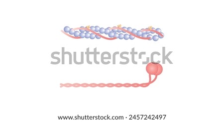 Actin and Myosin Filaments Diagram Scientific Design. Vector Illustration.