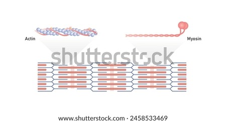 Actin and Myosin Filaments Diagram Scientific Design. Vector Illustration.