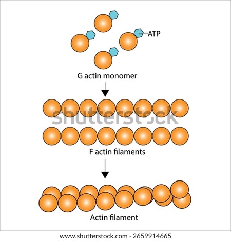 Actin Polymerization From G-Actin Monomers to F-Actin Filaments