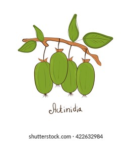 Actinidia. Berry. Sketch.