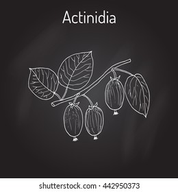 Actinidia kolomikta - medicinal and ornamental plant for gardens and a houseplant. Hand drawn botanical vector illustration