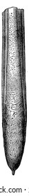 Actinocamax, vintage engraved illustration. Earth before man - 1886.