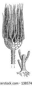 Actinocrinus es un género extinto de crinoides, generalmente encontrados en Europa y Norteamérica.  La ilustración muestra una ilustración paleozoica del crinoide, el dibujo de línea vintage o el grabado.