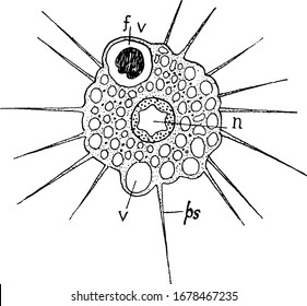 Actinophrys sol (Sun animalcule), with the parts labelled, n, nucleus; f.v., food vacuole; v, contractile vacuole and ps, pseudopodium, vintage line drawing or engraving illustration.