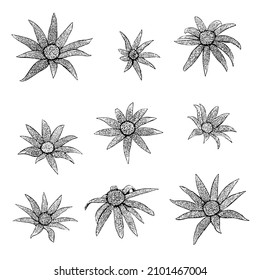 Actinotus helianthi or flannel flower set hand drawing illustration isolated on white background