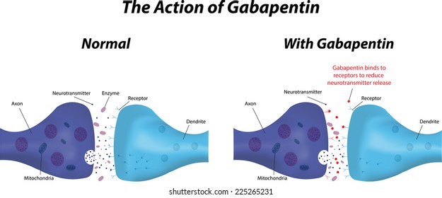 The Action Of Gabapentin