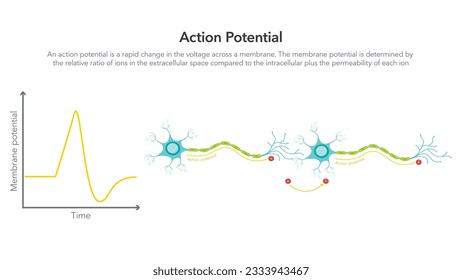 Action Membrane Potenzielle Wissenschaftsvektorgrafik