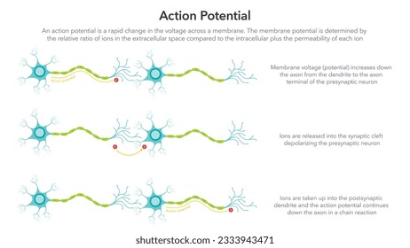 Action Membrane Potenzielle Wissenschaftsvektorgrafik