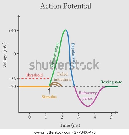 Action Potential Graph Diagram: Nerve Impulse Physiology and Neuron Electrical Signaling Vector Illustration