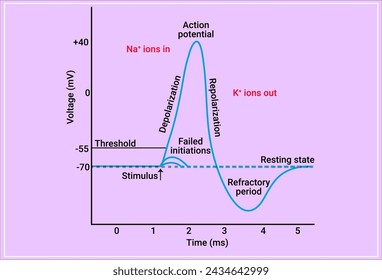 An action potential is a rapid rise and subsequent fall in voltage or membrane potential across a cellular membrane with a characteristic pattern