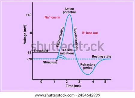 An action potential is a rapid rise and subsequent fall in voltage or membrane potential across a cellular membrane with a characteristic pattern
