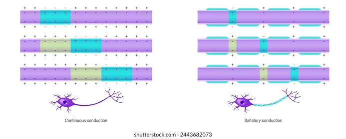 Action potential vector. Continuous conduction and Saltatory conduction. Unmyelinated axon and Myelinated axon.