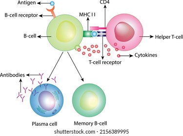 Activation Of B-cell Leukocytes. B Lymphocyte Differentiation. Plasma Cell And Memory B Cell. B Cell And T Cell Interaction.
