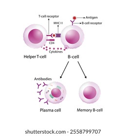 Activation of B-cell leukocytes. B lymphocyte differentiation. Plasma cell and memory B cell. B cell and T cell interaction. Scientific vector illustration.