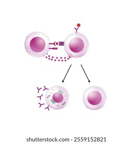 Activation of B-cell leukocytes. B lymphocyte differentiation. Plasma cell and memory B cell. B cell and T cell interaction. Scientific vector illustration.