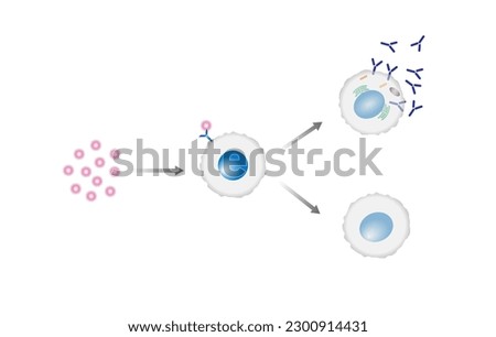 Activation B-cell leukocytes. B lymphocyte differentiation. Plasma cell and memory B cell. B cell and T cell interaction.