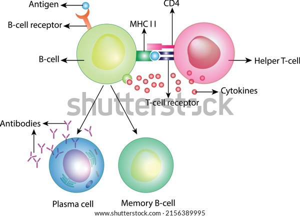 Activation\
of B-cell leukocytes. B lymphocyte differentiation. Plasma cell and\
memory B cell. B cell and T cell\
interaction.