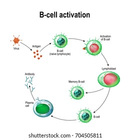 Activation of B-cell leukocytes: lymphoblast, activation, memory B-leukocyte, virus, plasma cell, antibody, antigen, and naive lymphocyte