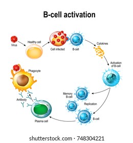 Activation Of B-cell Leukocytes: Lymphoblast, Activation, Memory B-leukocyte, Virus, Plasma Cell, Antibody, Antigen, And Naive Lymphocyte