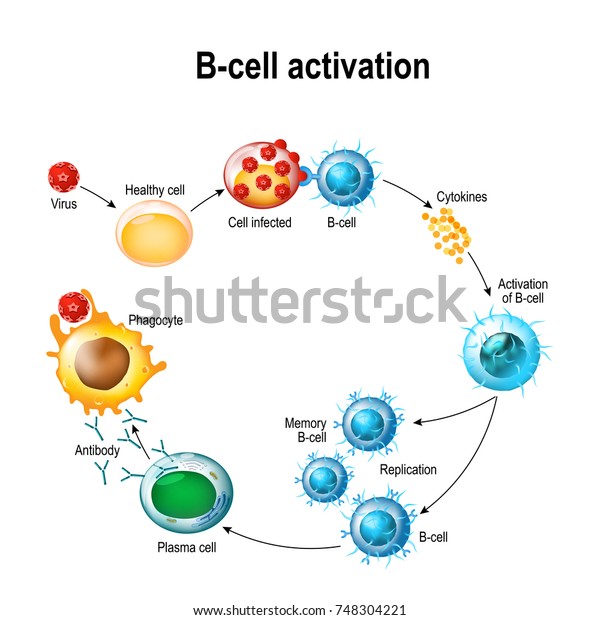 Activación De Los Leucocitos Con Células B: Linfoblast, Activación ...