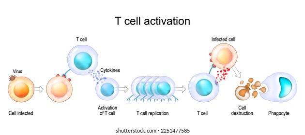 Activation of leukocytes. T-cell encounters its cognate antigen on the surface of an infected cell. T-cells direct and regulate immune responses and attack infected or cancerous cells