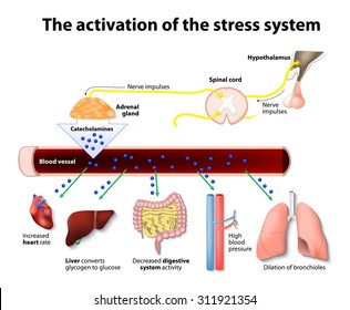 Activation of the stress system. Human anatomy