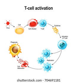 Activación de leucocitos con células T. La célula T encuentra su antígeno cognado en la superficie de una célula infectada. Las células T dirigen y regulan las respuestas inmunes y atacan las células infectadas o cancerosas.