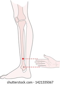 Active acupuncture points on the legs:  bove the ankle. Vector illustration.