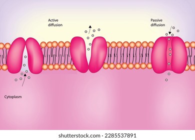 active diffusion vs passive diffusion of cell membrane 