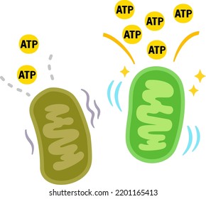 Active mitochondria and tired mitochondria